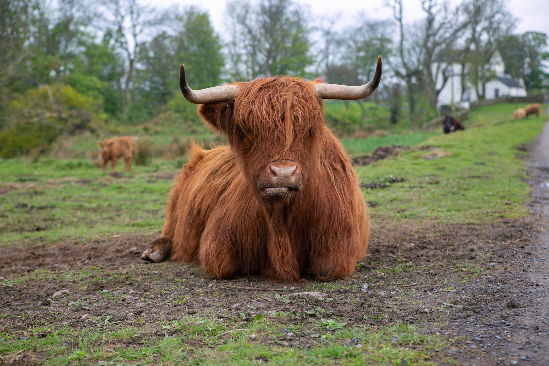 budget airport taxis islay cow